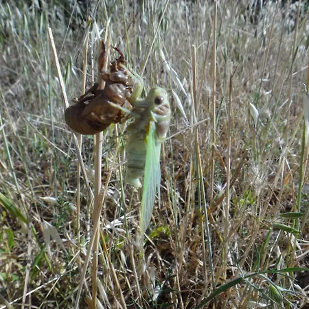 Cote Seranne Ferienhaus Saint-André-de-Buèges