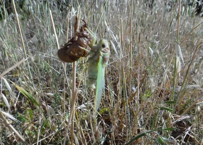 Cote Seranne Casa de Férias Saint-André-de-Buèges